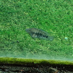 Mangrove - Blue-eyed cichlid