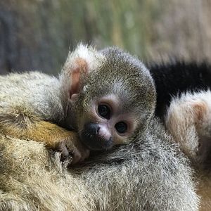 Bolivian squirrel monkey (Saimiri boliviensis boliviensis)