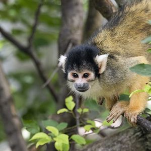 Bolivian squirrel monkey (Saimiri boliviensis boliviensis)