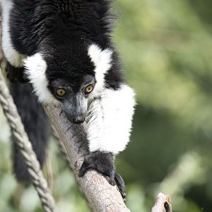 White-belted black-and-white ruffed lemur (Varecia variegata subcincta)