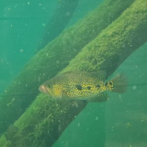Mangrove - Bay snook