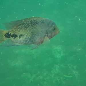 Mangrove - Redhead cichlid