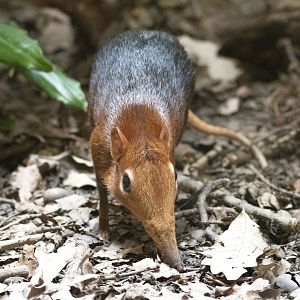 Black-and-rufous elephant shrew (Rhynchocyon petersi)