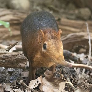 Black-and-rufous elephant shrew (Rhynchocyon petersi)