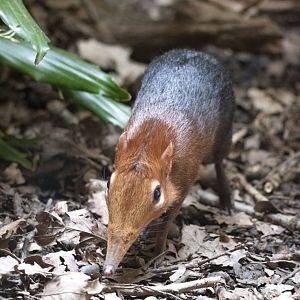 Black-and-rufous elephant shrew (Rhynchocyon petersi)