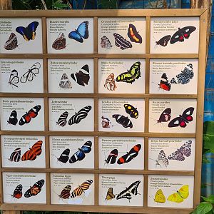 Mangrove - Butterfly signage