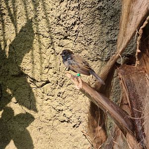 Mangrove - Blue-backed grassquit