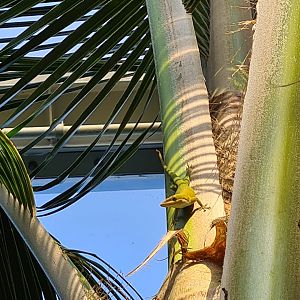 Mangrove - Allison's anole
