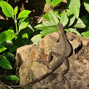 Mangrove - Brown basilisk