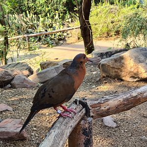 Desert - Socorro dove