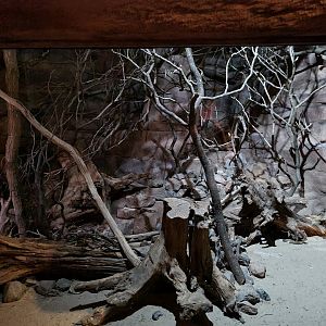 Desert - Second Ringtail enclosure