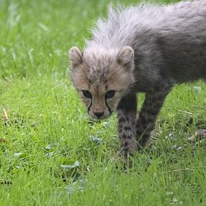 South African cheetah (Acinonyx jubatus jubatus)