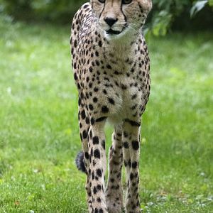 South African cheetah (Acinonyx jubatus jubatus)