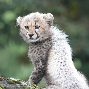 South African cheetah (Acinonyx jubatus jubatus)