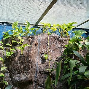 Park - Green tree python and White-lipped tree frog terrarium