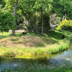 Park - Gorilla + Golden-bellied mangabey enclosure (+turtle)