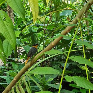 Bush - Snowy-crowned robin chat