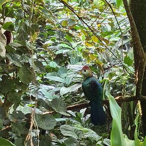 Bush - Red-crested turaco