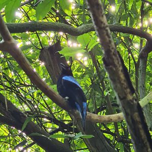 Bush - Asian fairy bluebird