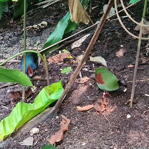 Bush - Crested wood partridge (+Chicks!)