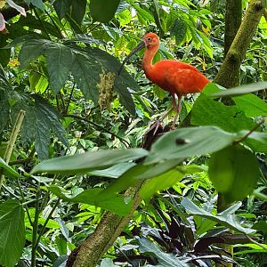 Bush - Scarlet ibis