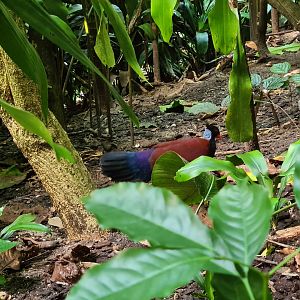Bush - White-naped pheasant pigeon