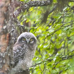 northen hawk owl chick .tändalen härjdalden,june 2022