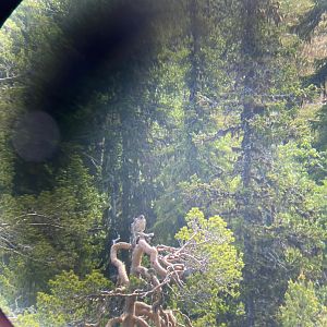 gyrfalcon in norten swedeen