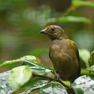 Thick-billed Euphonia Euphonia laniirostris