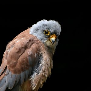 Common Kestrel Falco tinnunculus