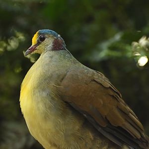Sulawesi Ground-Dove Gallicolumba tristigmata