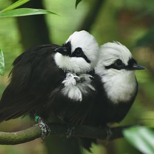Black-and-white Laughingthrush Garrulax bicolor