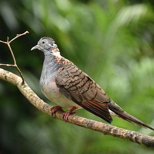 Bar-shouldered Dove Geopelia humeralis