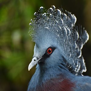 Victoria Crowned-Pigeon Goura victoria