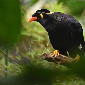 Hill Myna Gracula religiosa