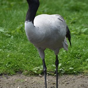 Black-necked Crane Grus nigricollis