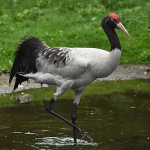 Black-necked Crane Grus nigricollis