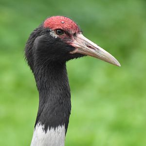 Black-necked Crane Grus nigricollis
