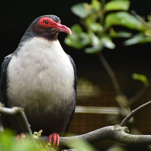 Papuan Mountain-Pigeon Gymnophaps albertisii