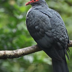 Papuan Mountain-Pigeon Gymnophaps albertisii