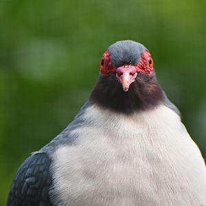 Papuan Mountain-Pigeon Gymnophaps albertisii