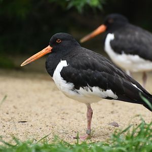 Eurasian Oystercatcher  Haematopus ostralegus