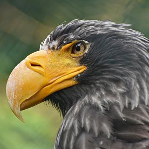Steller's Sea-Eagle Haliaeetus pelagicus