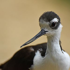 Black-necked Stilt Himantopus mexicanus
