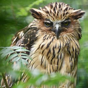 Buffy Fish-Owl Ketupa ketupu