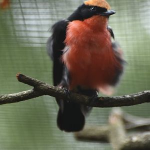 Common Gonolek Laniarius barbarus