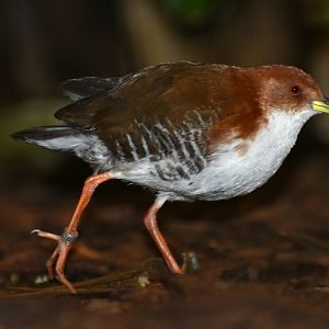 Red-and-white Crake Laterallus leucopyrrhus