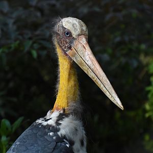 Lesser Adjutant Leptoptilos javanicus