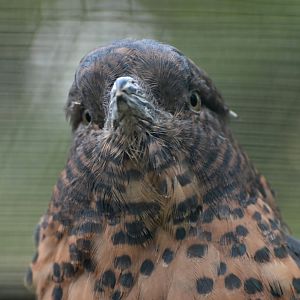 Cuckoo Roller Leptosomus discolor
