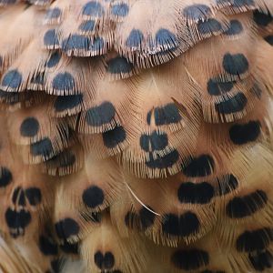 Cuckoo Roller Leptosomus discolor